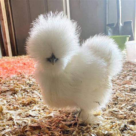 Male and Female options about 1 years old. . Silkie chickens for sale craigslist near california